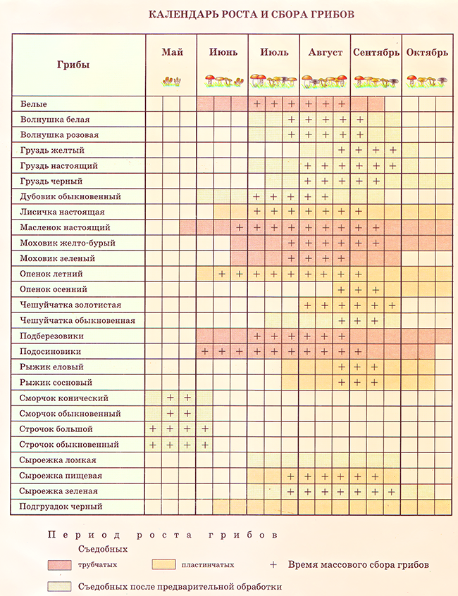 http://www.etomesto.ru/map/karta-gribnyka/kalendar-sbora-gribov.png